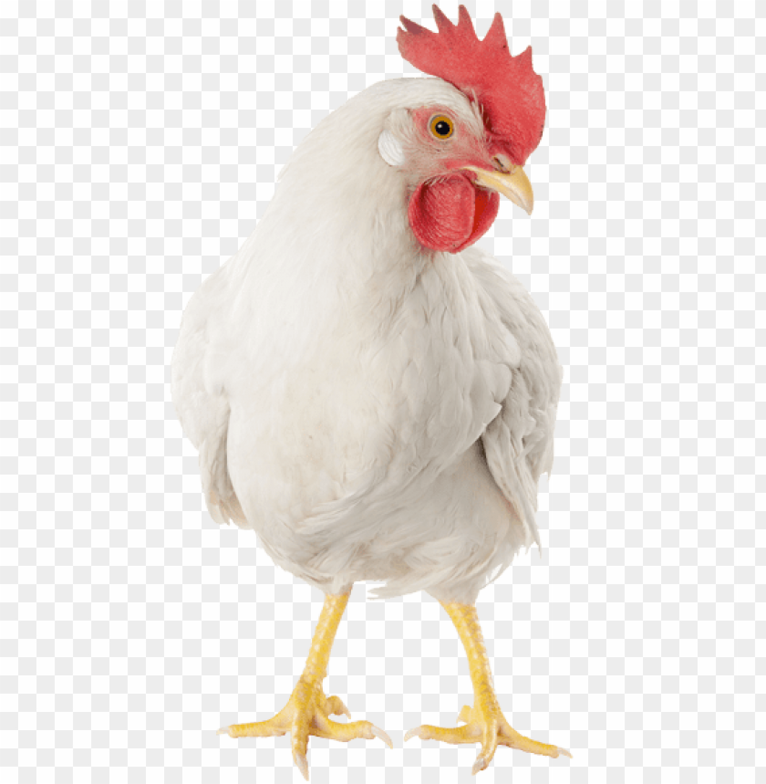 Detail Download Gambar Ayam Potong Nomer 25