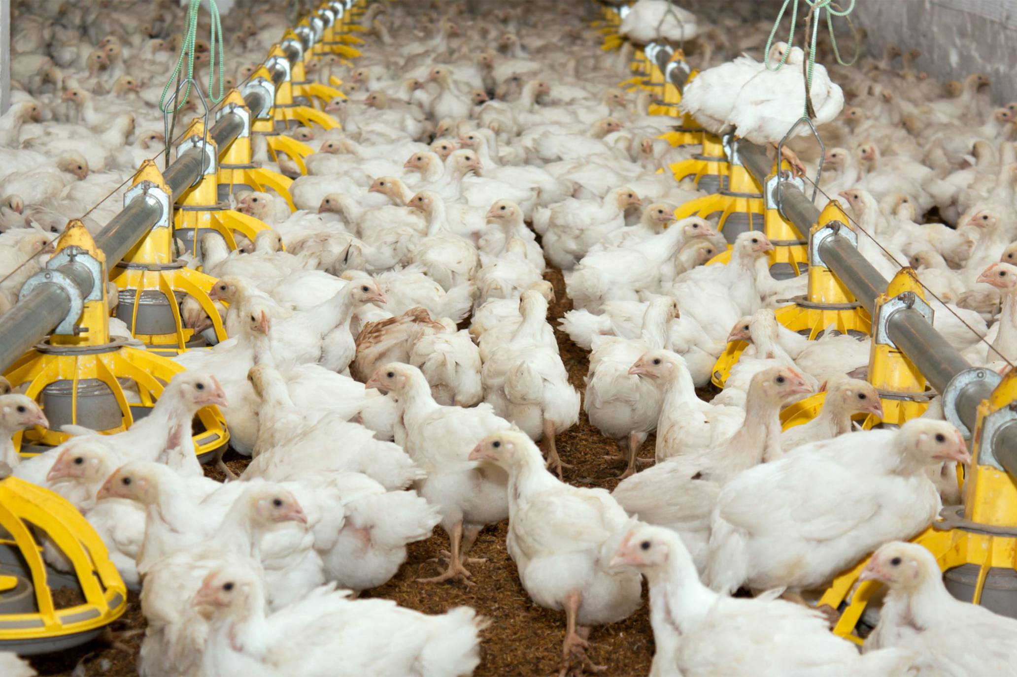 Detail Download Gambar Ayam Potong Nomer 26