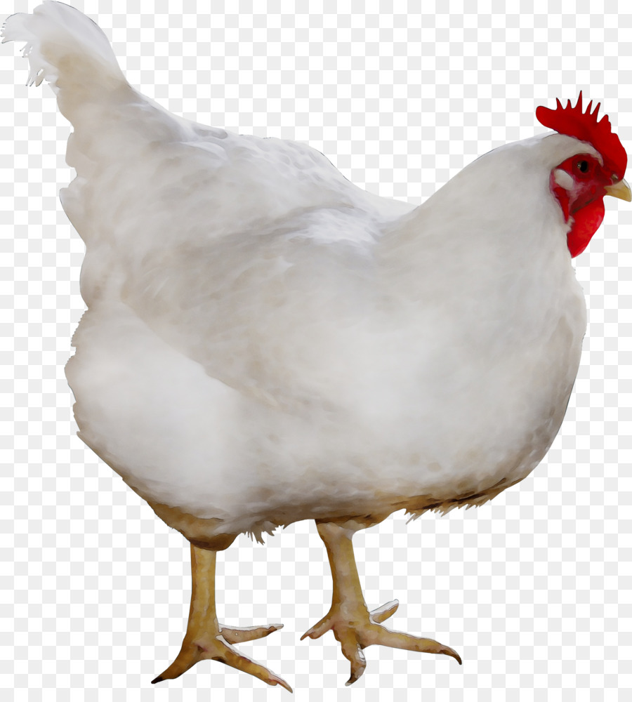 Detail Download Gambar Ayam Potong Nomer 5