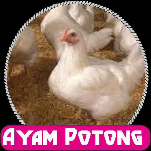 Detail Download Gambar Ayam Potong Nomer 42