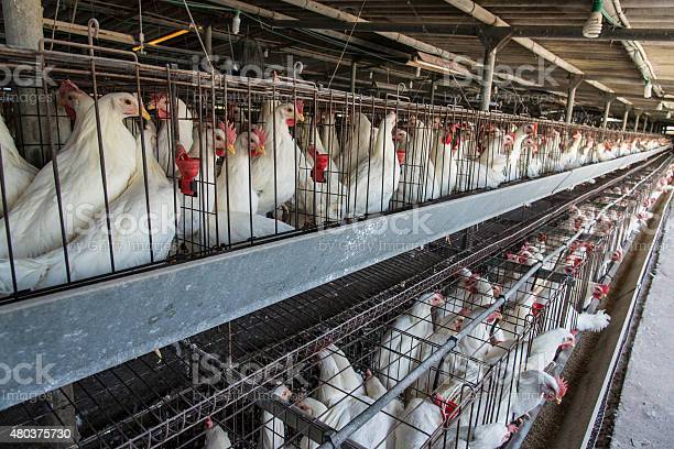 Detail Download Gambar Ayam Potong Nomer 44
