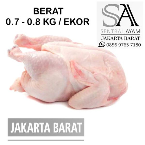 Detail Download Gambar Ayam Potong Nomer 45