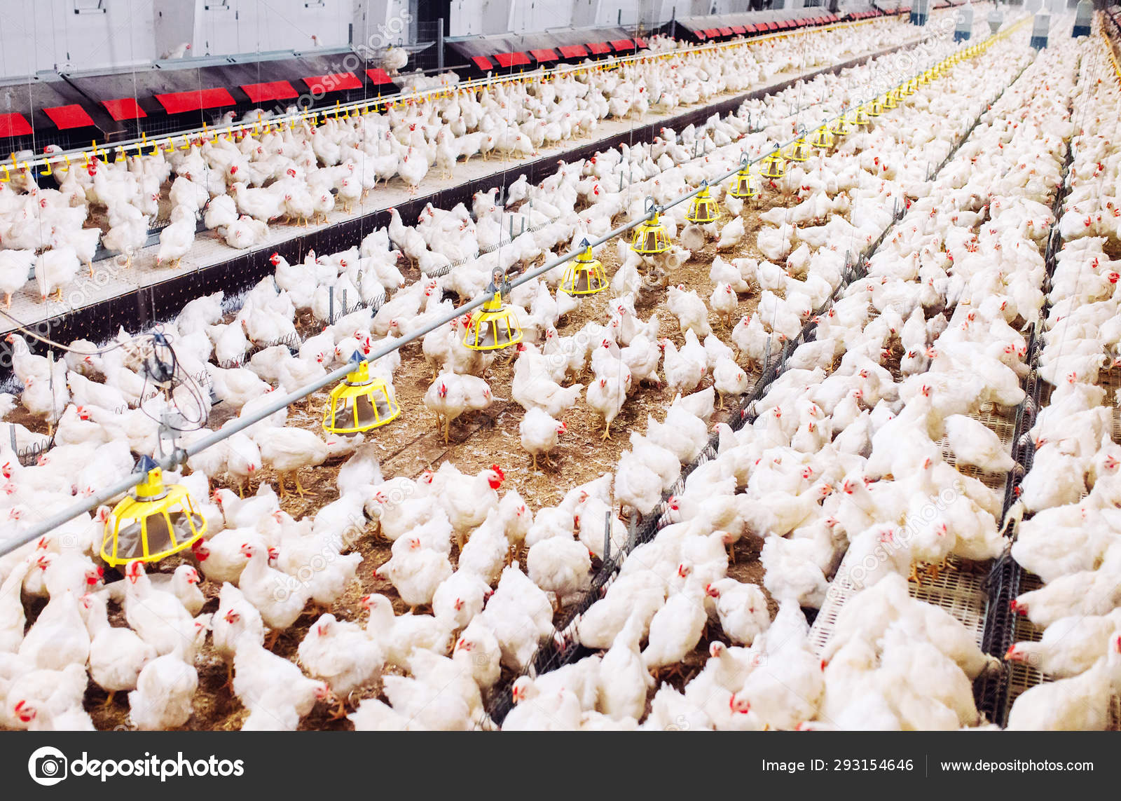 Detail Download Gambar Ayam Potong Nomer 46