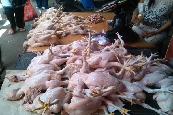 Detail Download Gambar Ayam Potong Nomer 48
