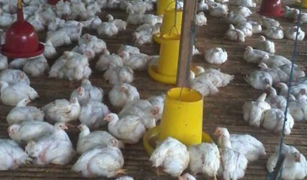 Detail Download Gambar Ayam Potong Nomer 49