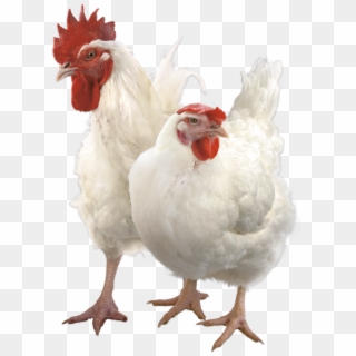 Detail Download Gambar Ayam Potong Nomer 51