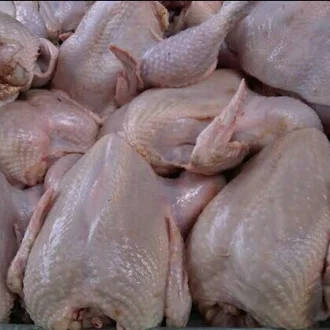 Detail Download Gambar Ayam Potong Nomer 53