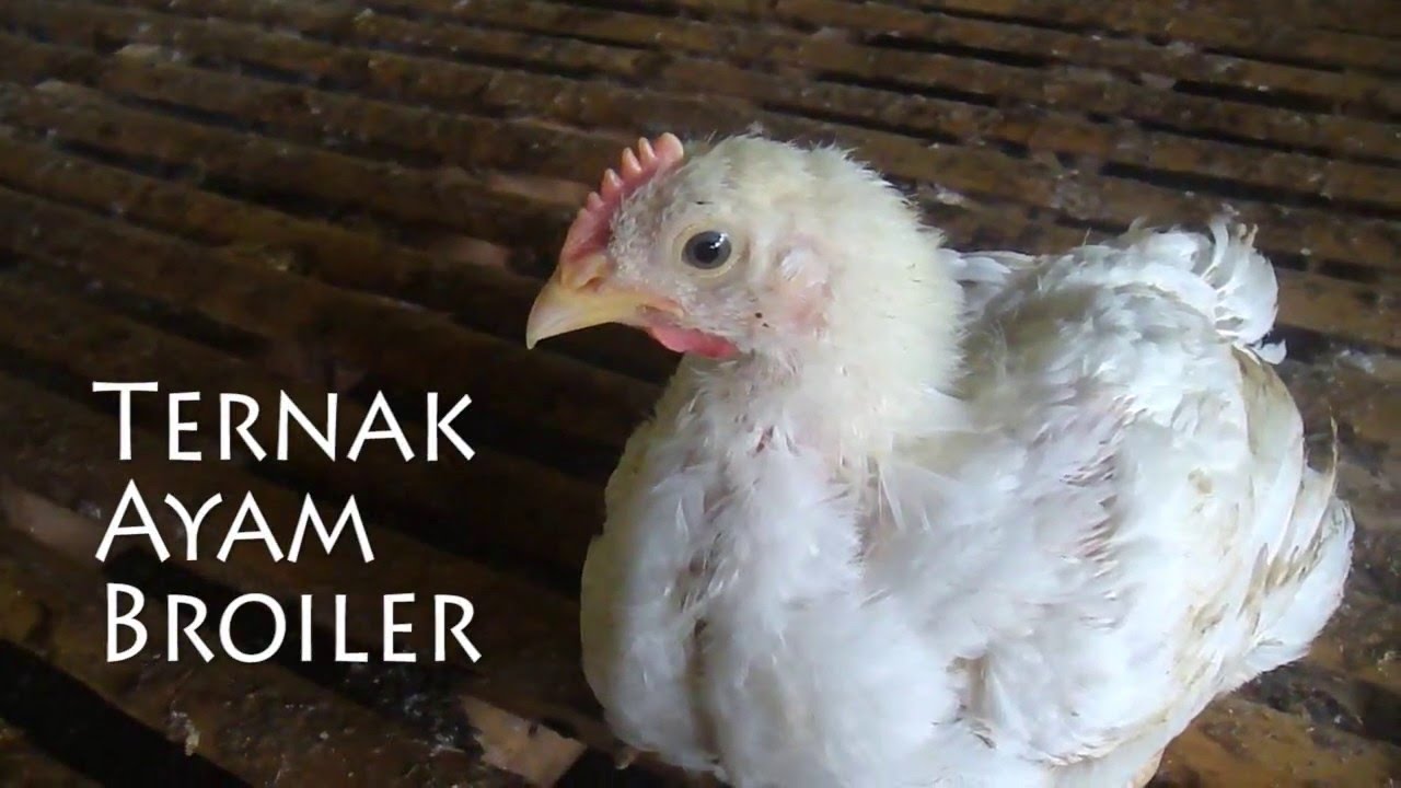 Detail Download Gambar Ayam Potong Nomer 56