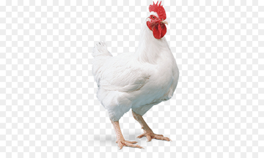 Detail Download Gambar Ayam Potong Nomer 7