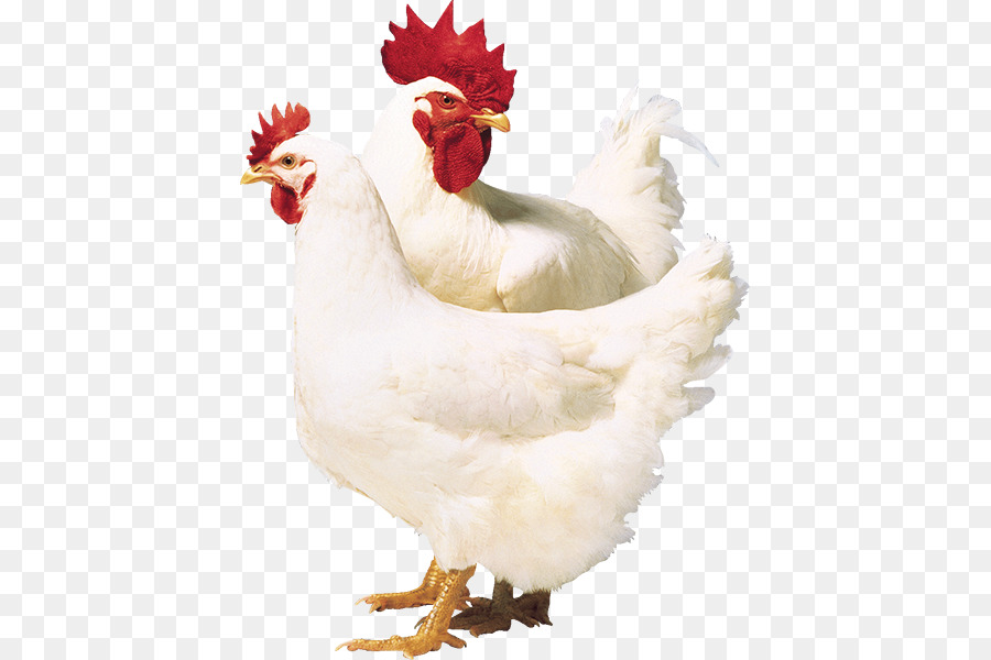 Detail Download Gambar Ayam Potong Nomer 8