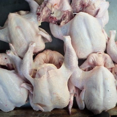 Detail Download Gambar Ayam Potong Nomer 10