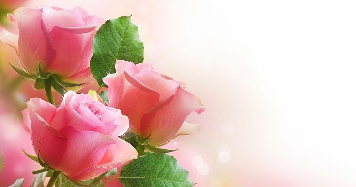 Detail Download Gambar Bunga Cantik Dan Indah Nomer 34