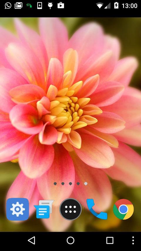 Detail Download Gambar Bunga Dahlia Nomer 30