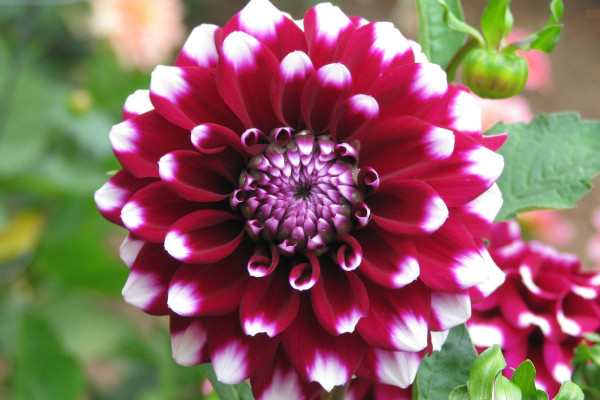 Detail Download Gambar Bunga Dahlia Nomer 43