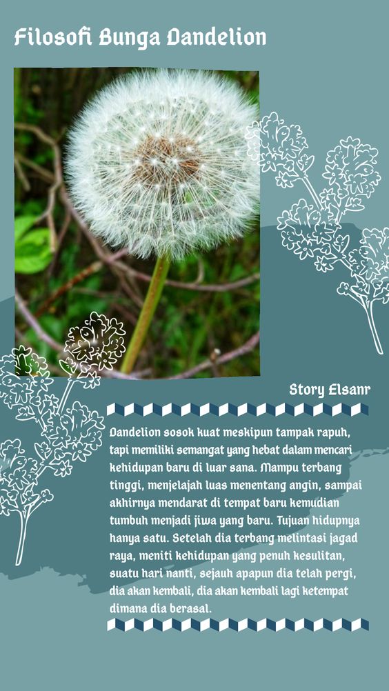 Detail Download Gambar Bunga Dandelion Nomer 29