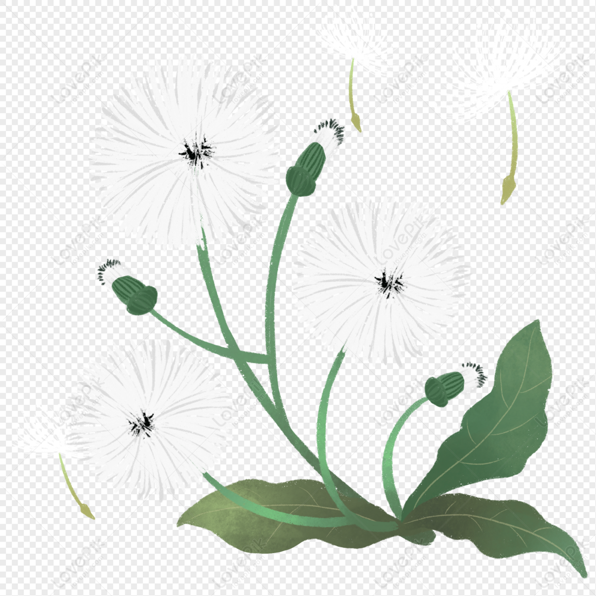 Detail Download Gambar Bunga Dandelion Nomer 46