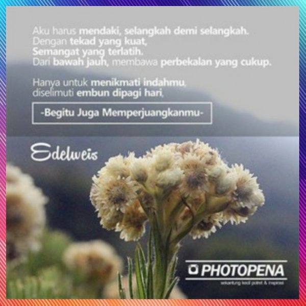 Detail Download Gambar Bunga Edelweis Nomer 40