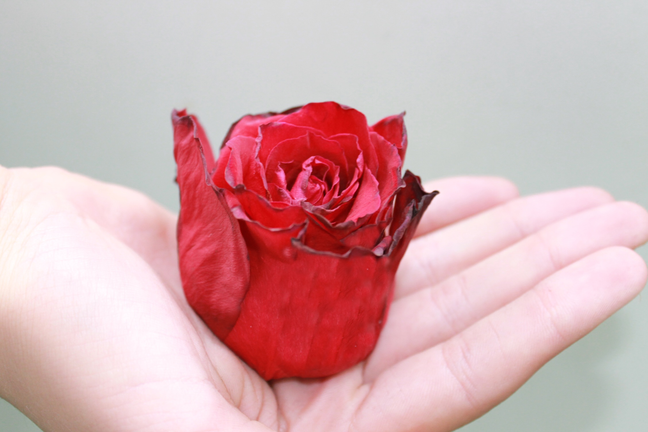 Detail Download Gambar Bunga Mawar Layu Nomer 25