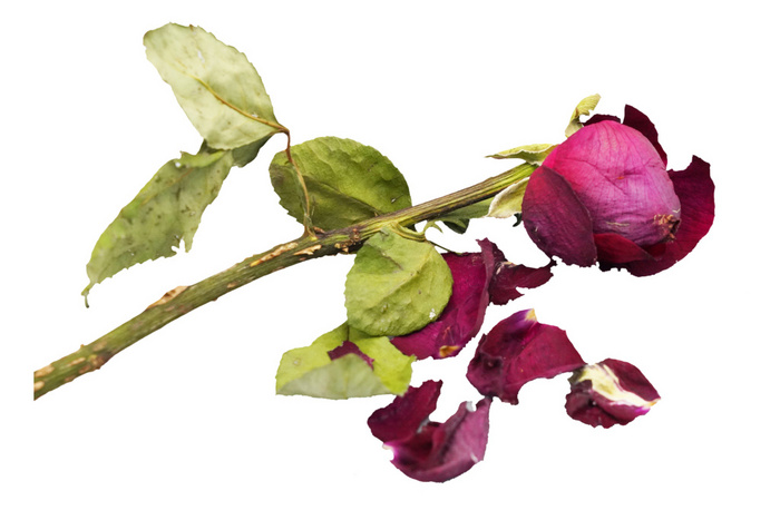 Detail Download Gambar Bunga Mawar Layu Nomer 55