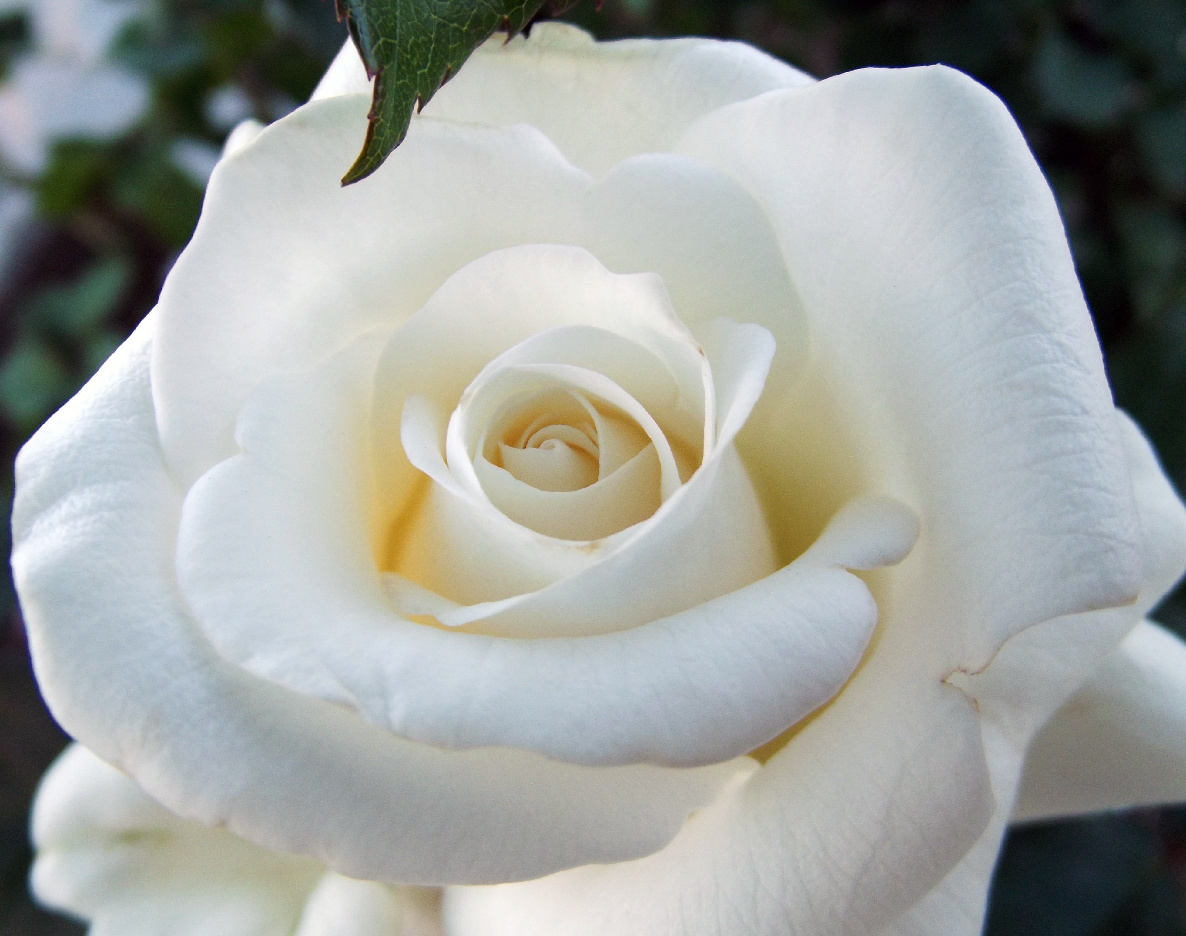 Detail Download Gambar Bunga Mawar Putih Nomer 15