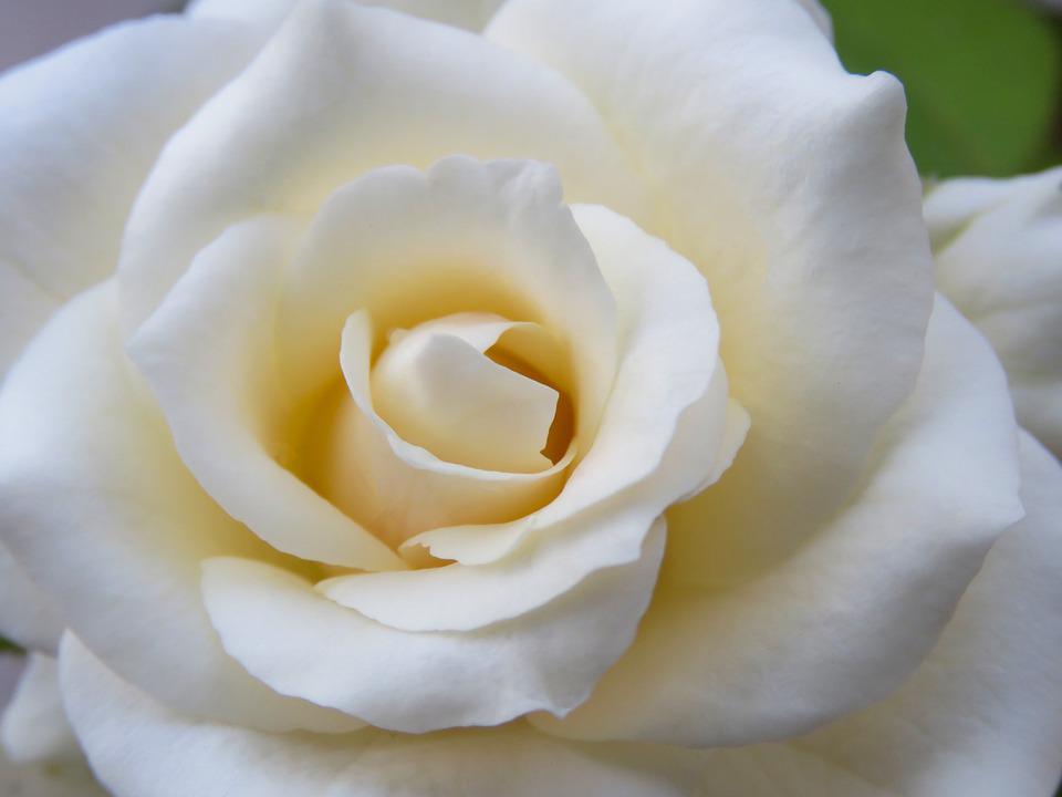 Detail Download Gambar Bunga Mawar Putih Nomer 19