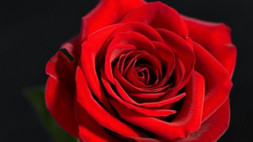 Detail Download Gambar Bunga Mawar Yang Cantik Nomer 46