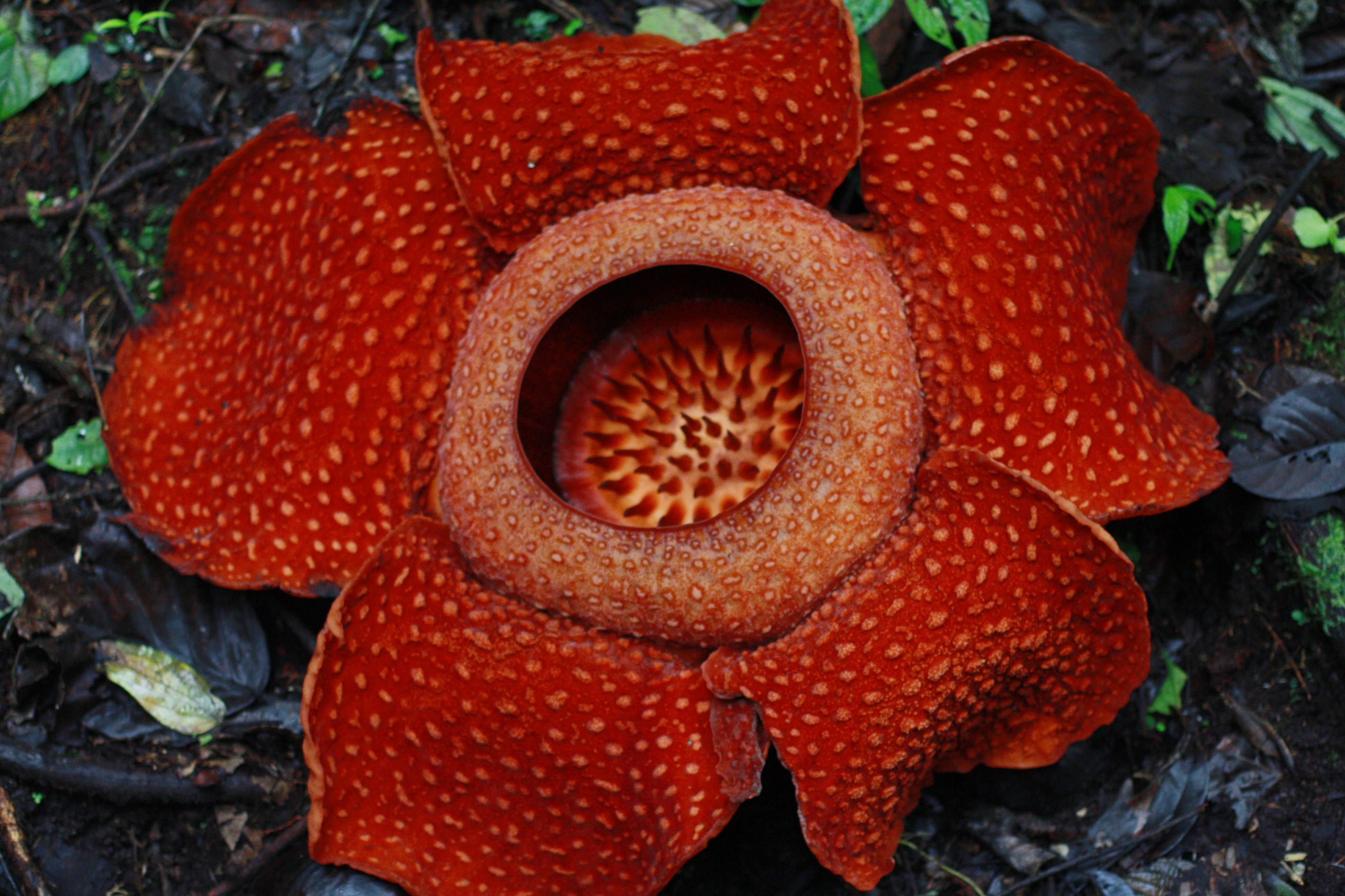 Detail Download Gambar Bunga Raflesia Arnoldi Nomer 11