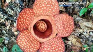 Detail Download Gambar Bunga Raflesia Arnoldi Nomer 18