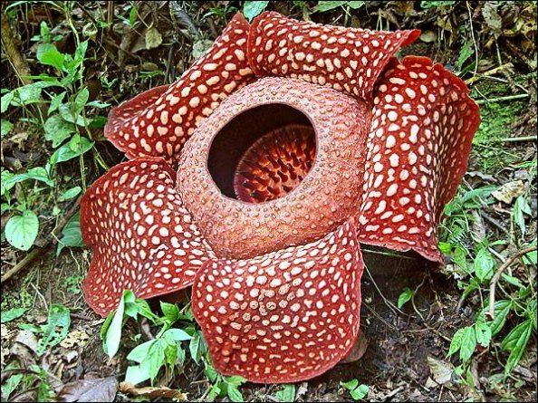 Detail Download Gambar Bunga Raflesia Arnoldi Nomer 19