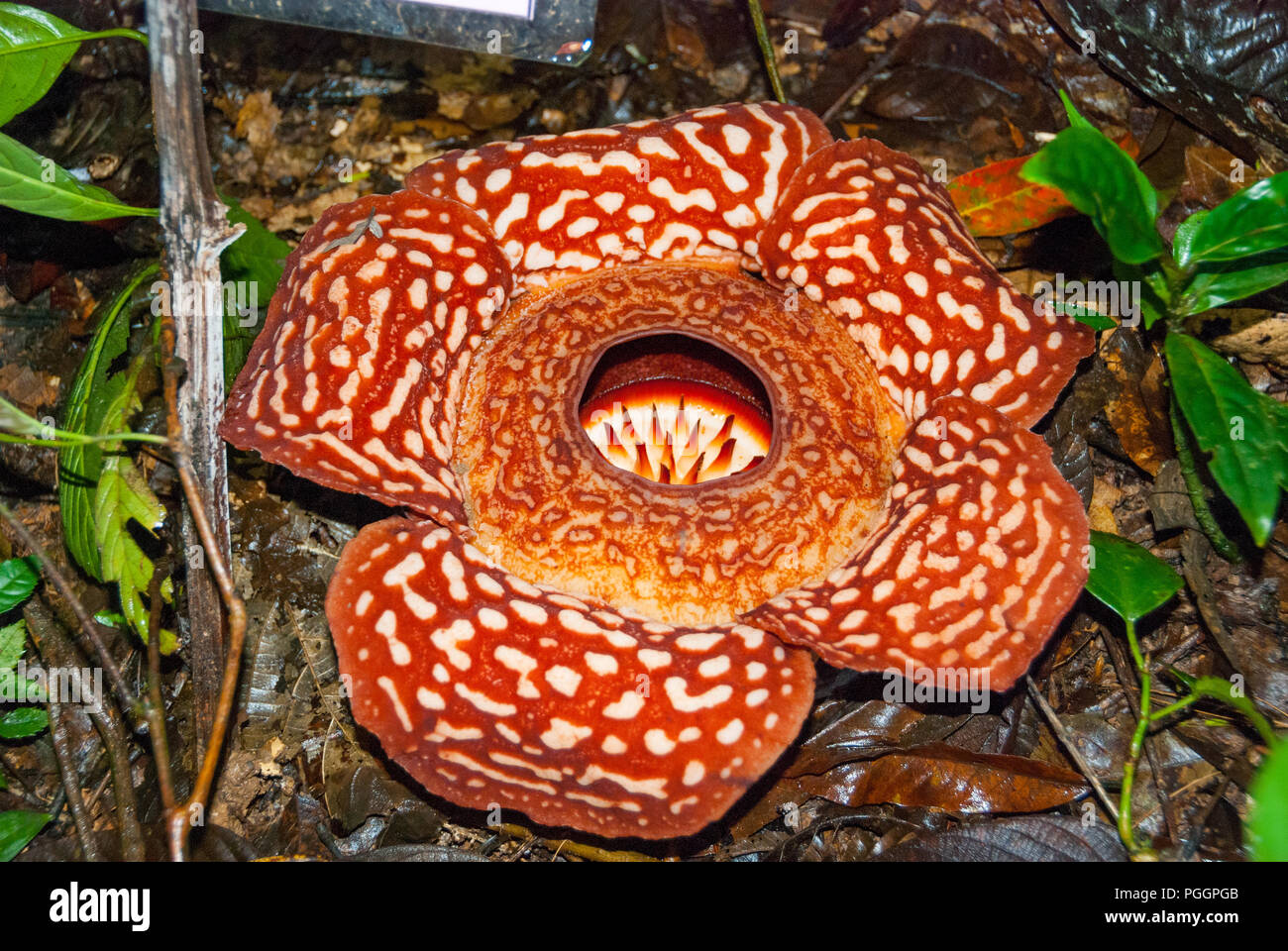 Detail Download Gambar Bunga Raflesia Arnoldi Nomer 33