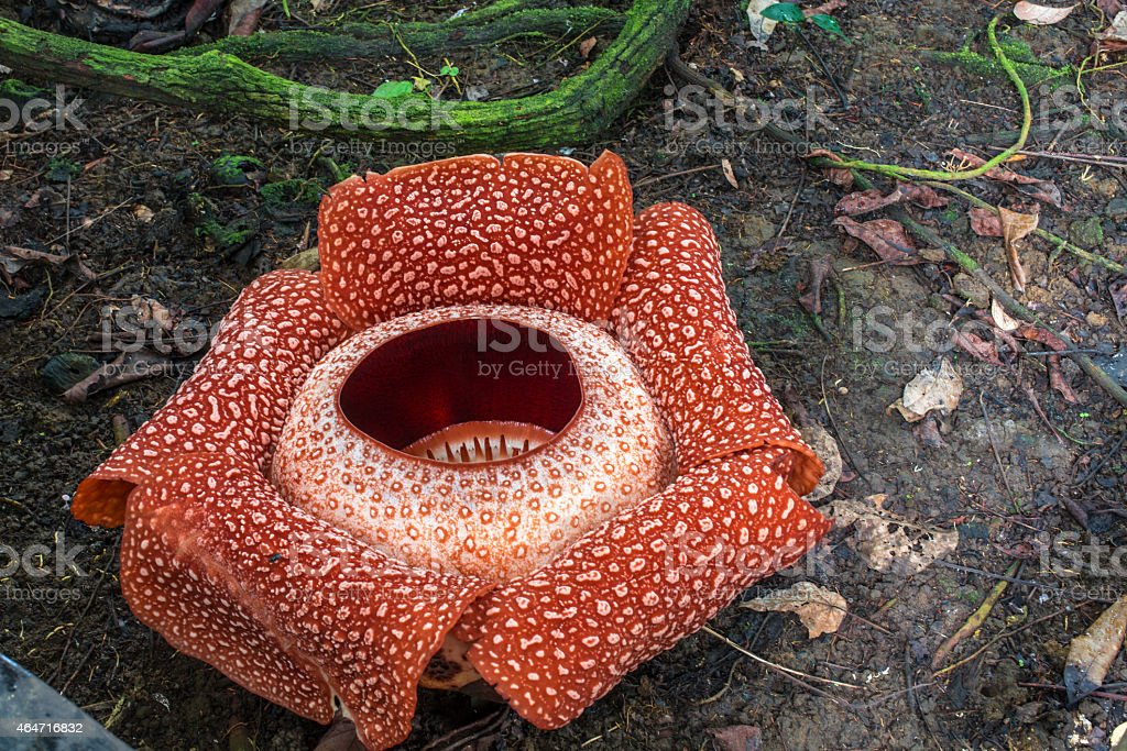 Detail Download Gambar Bunga Raflesia Arnoldi Nomer 53