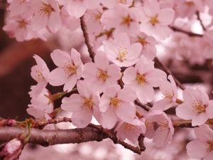Detail Download Gambar Bunga Sakura Nomer 3