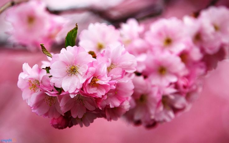 Detail Download Gambar Bunga Sakura Nomer 26