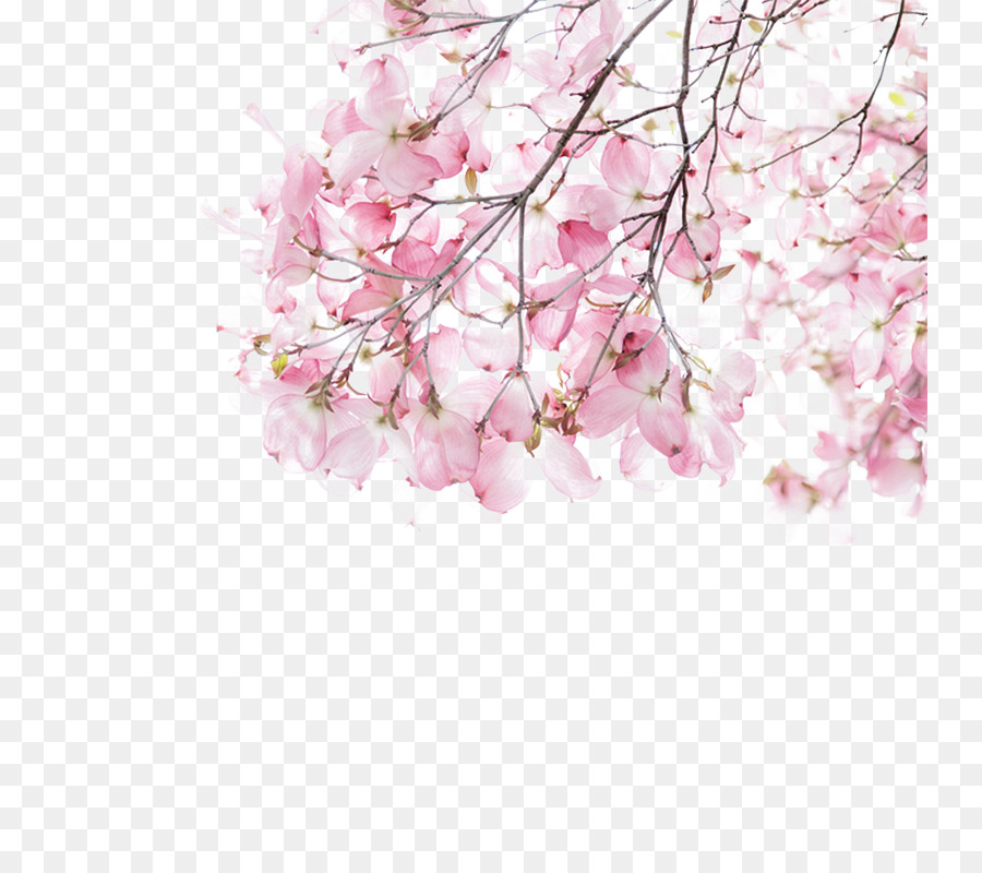 Detail Download Gambar Bunga Sakura Nomer 49