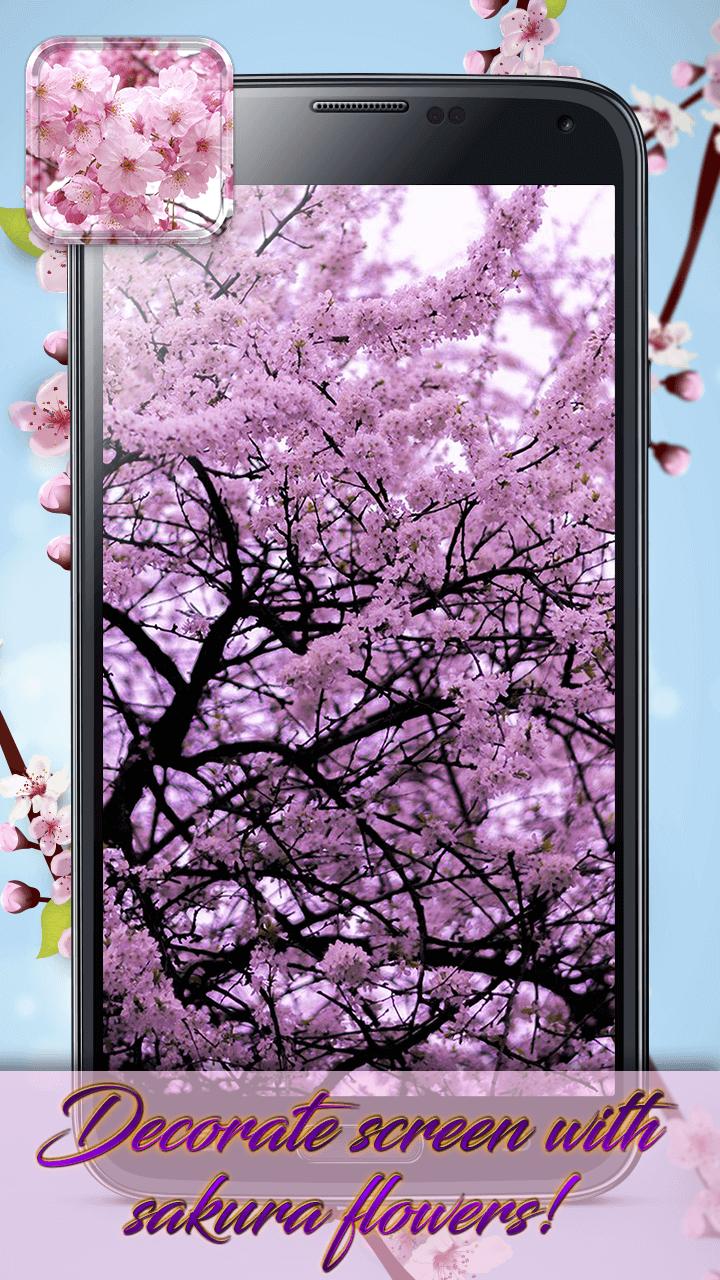 Detail Download Gambar Bunga Sakura Bergerak Nomer 12