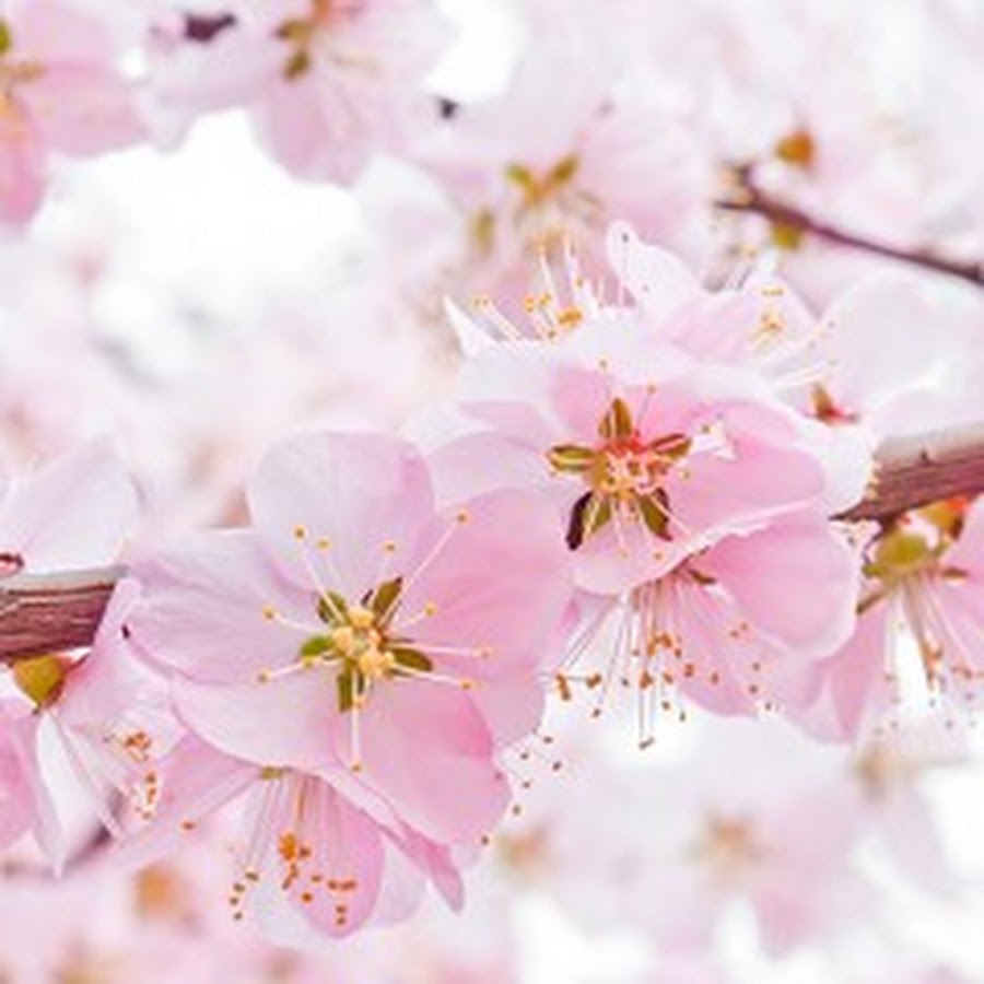 Detail Download Gambar Bunga Sakura Bergerak Nomer 35