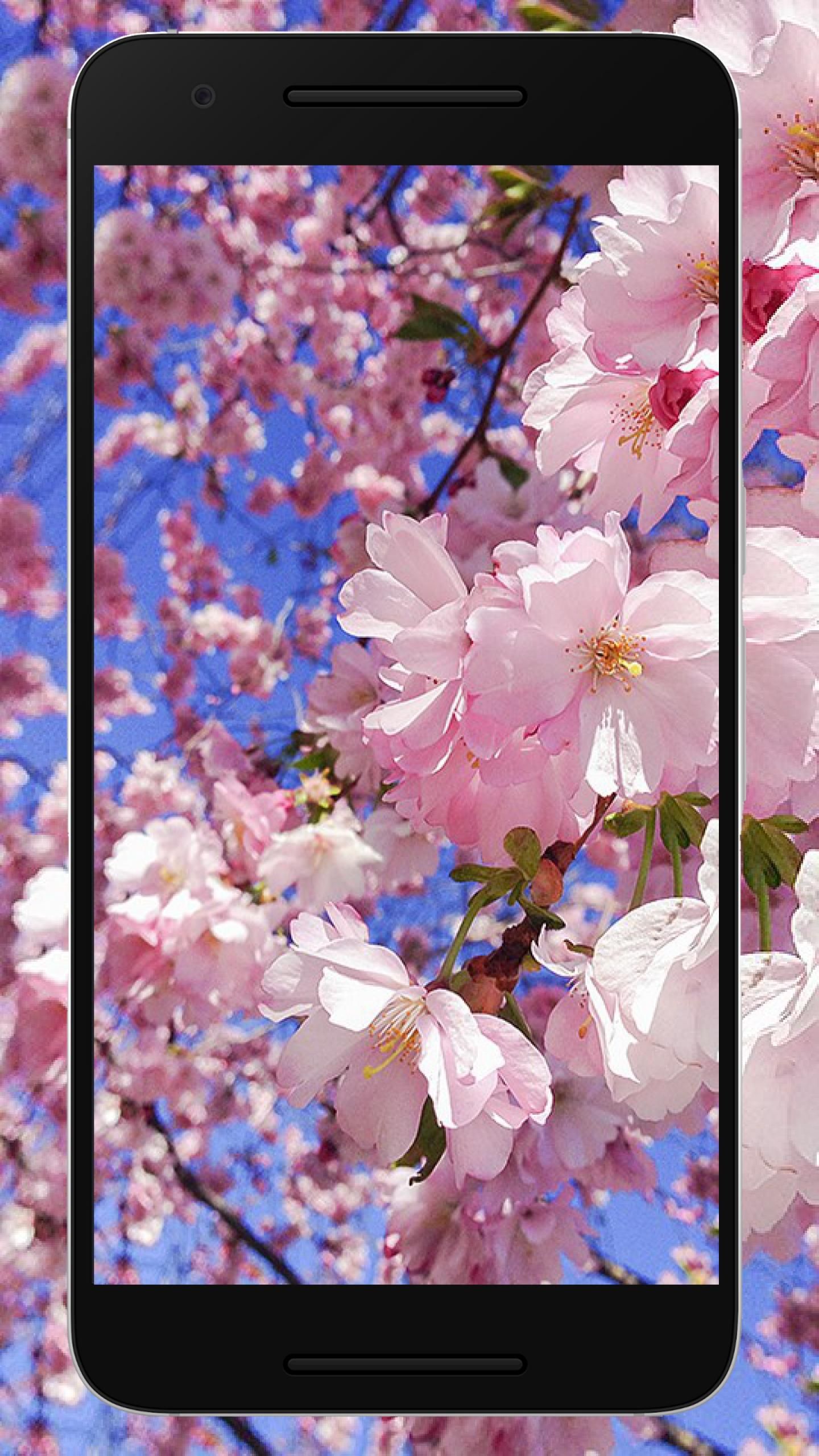 Detail Download Gambar Bunga Sakura Bergerak Nomer 44