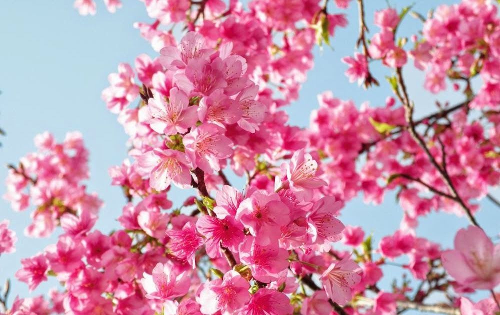 Detail Download Gambar Bunga Sakura Bergerak Nomer 6