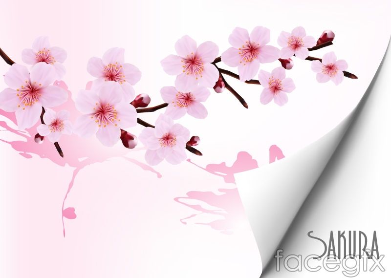 Detail Download Gambar Bunga Sakura Yang Indah Nomer 10