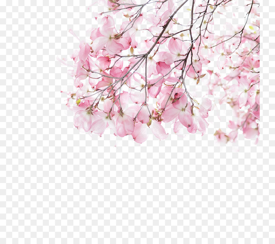 Detail Download Gambar Bunga Sakura Yang Indah Nomer 25