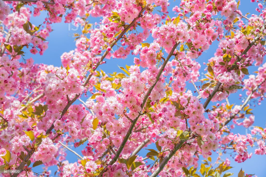 Detail Download Gambar Bunga Sakura Yang Indah Nomer 31