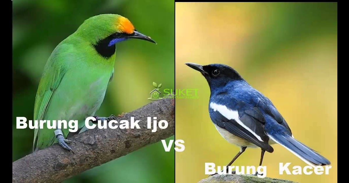 Detail Download Gambar Burung Nomer 26