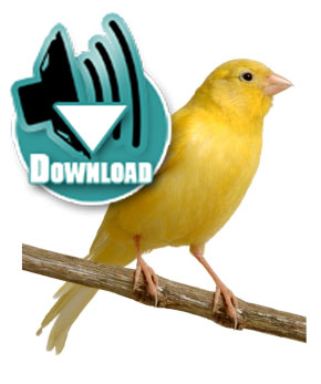 Detail Download Gambar Burung Kenari Nomer 14