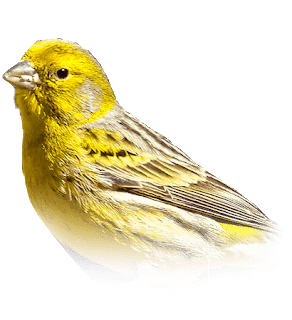 Detail Download Gambar Burung Kenari Nomer 21