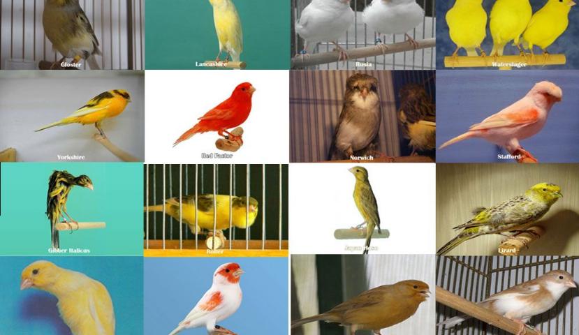 Detail Download Gambar Burung Kenari Nomer 39