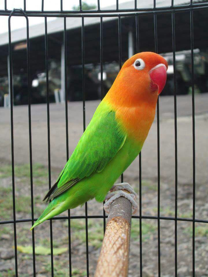 Download Gambar Burung Lovebird - KibrisPDR