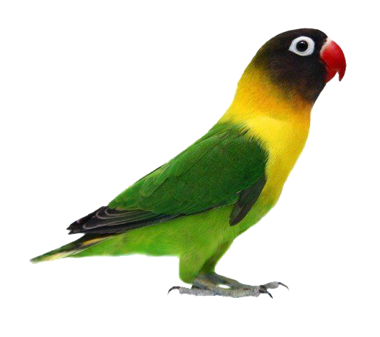 Detail Download Gambar Burung Lovebird Nomer 2