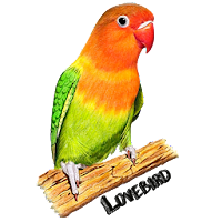 Detail Download Gambar Burung Lovebird Nomer 17