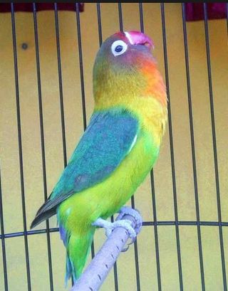 Detail Download Gambar Burung Lovebird Nomer 18