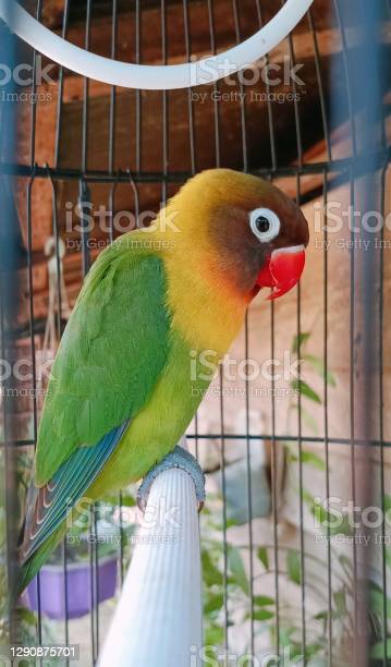 Detail Download Gambar Burung Lovebird Nomer 26